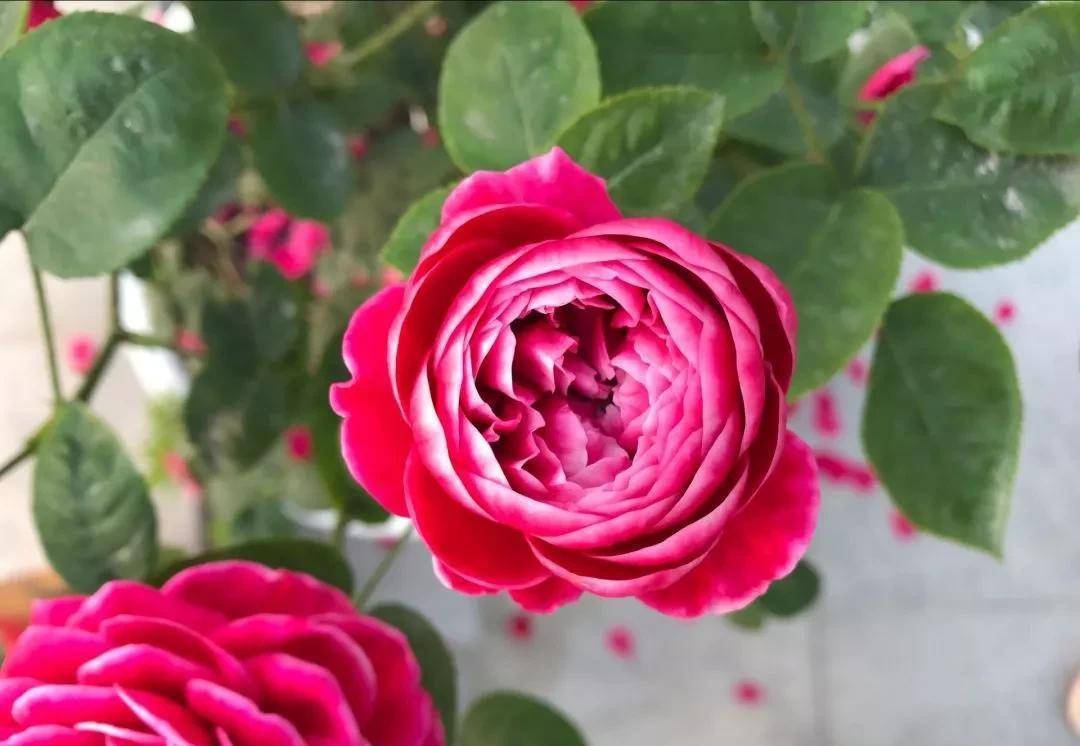 日本玛丽月季,想拥有它独一无二的美,嫁接,修剪,施肥都很重要_夏天