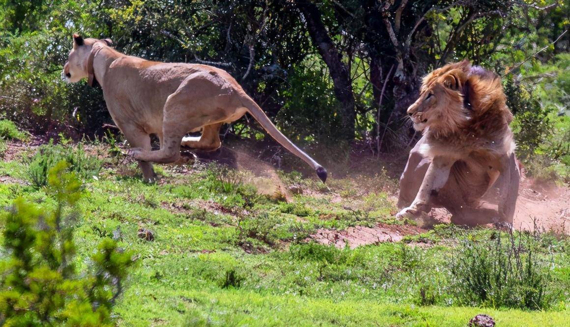 天选之子:杰克雄狮,担负改良狮群基因的艰巨任务,却至今单身_吉尔