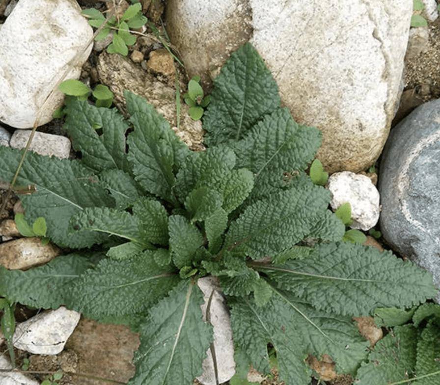 山上挖1种"饭匙草",房前屋后种2棵,变盆栽,晾干后20元斤_种植_植物_花