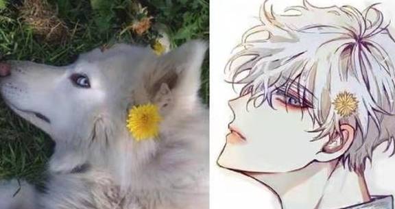 萨摩耶拟人化后的"阿拉斯加"且说一句,这个美感,大众都会给好评的.