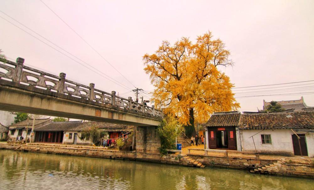 比平江路,山塘街淳樸,相城這條破老街,才是千年姑蘇的江南原鄉_太平