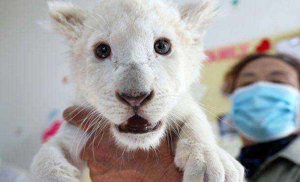 你见过白狮子吗,国家动物园出生的稀有白狮幼崽准备与公众见面_南通