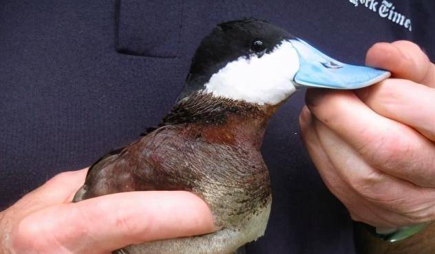 面对繁殖竞争,鸭子可改变自己丁丁的大小,甚至比身体还长_体型_研究