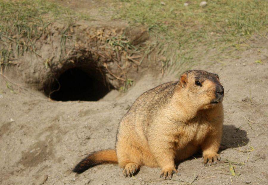 春天来了,再说说蒙古草原与旱獭_部分_鼠疫_数量