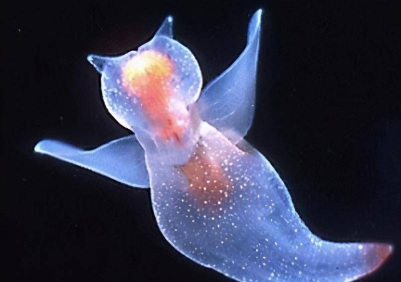 被称为"海天使"的裸海蝶其实是个残酷的天使_生物_蟠虎_触手