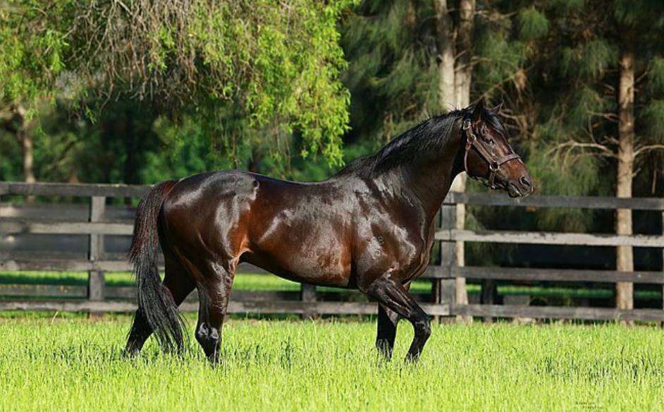 它入洞房261次,约1.39天配一次种_澳洲_价格_新西兰