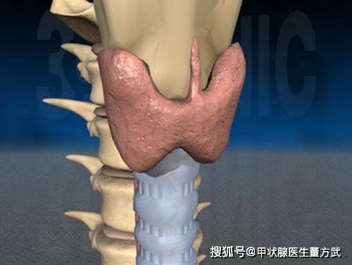 董方武主任:甲減會自行治癒嗎?_甲狀腺_疾病_患者