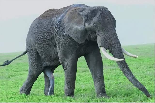 大象强奸犀牛致死,动物界"三哥"如此出格?人类是罪魁祸首!