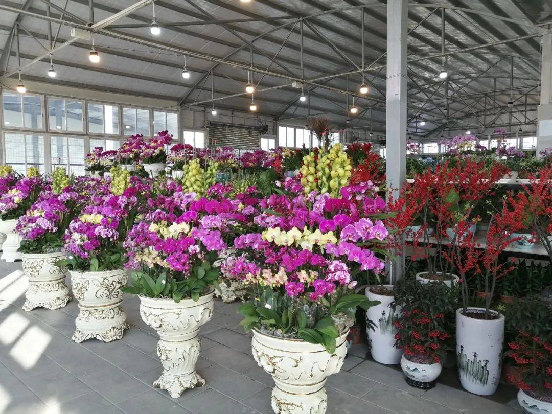 明天,汕头迎春花市正式开市!一起逛花街吧~_花卉_市民_品种