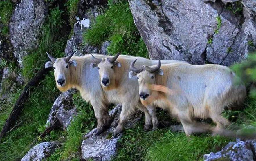 陕西男子偶遇受伤怪牛,能听懂人话通人性,网友一看:牢底坐穿牛_羚牛