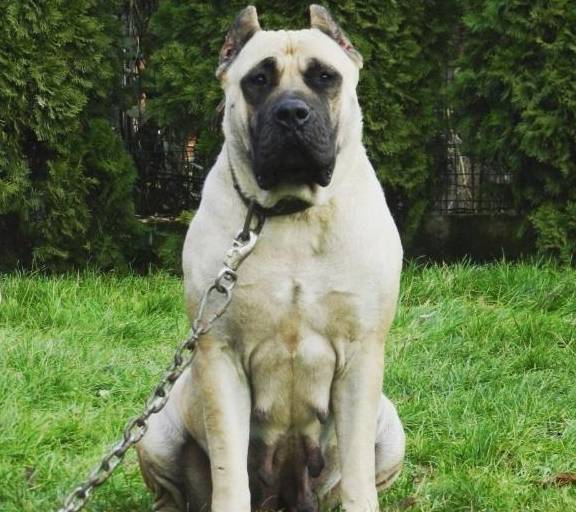 同为獒王,藏獒走向平庸,而他国獒犬,已被评为4大铁血战将_南非_人们