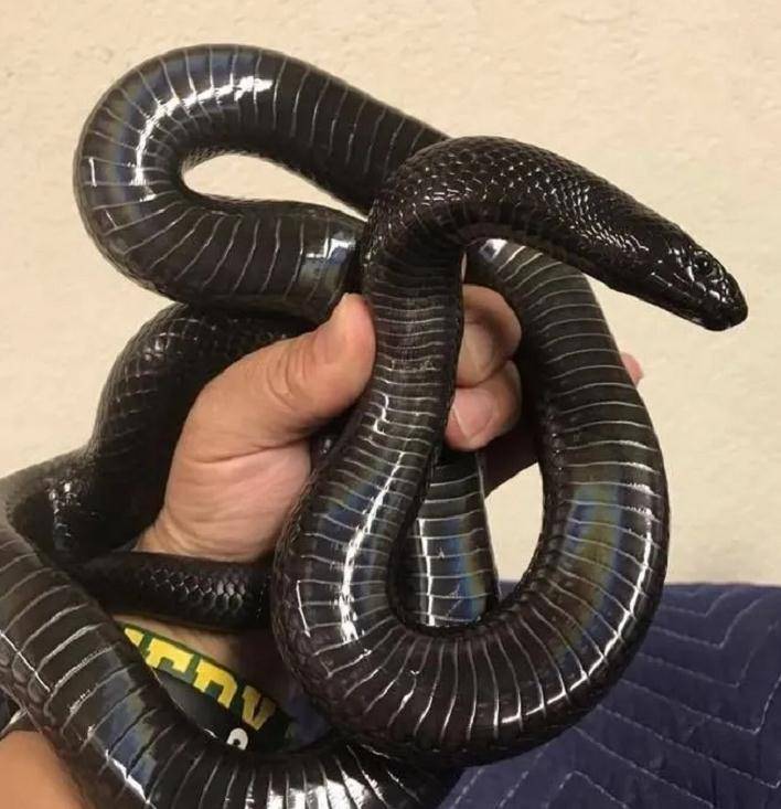 墨西哥黑王蛇:蛇界的黑帮老大,不仅以蛇为食,长相还很霸气
