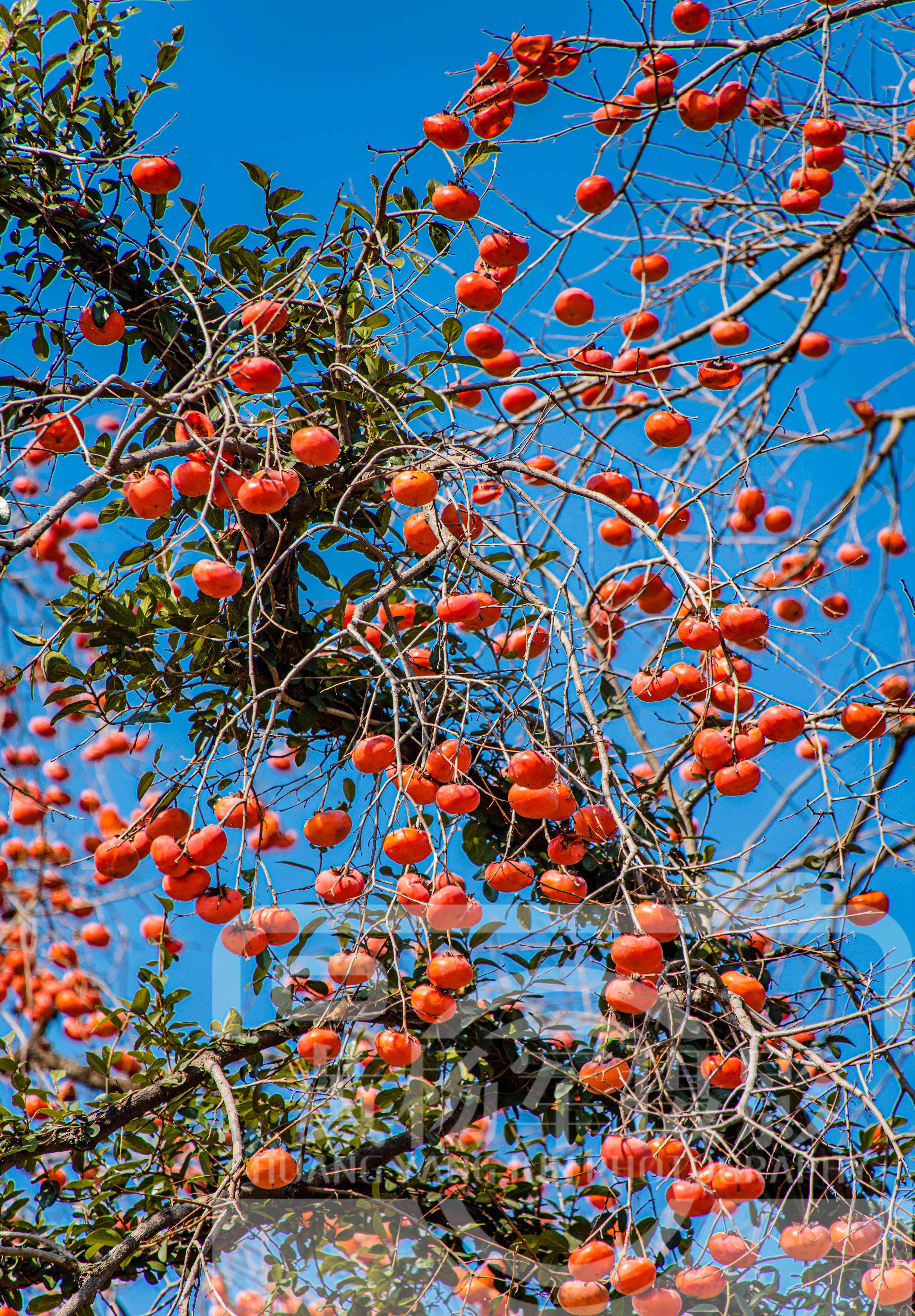 蓝天下的乡村果实,冬日橘红色的柿子熟悉迷人的美,深得人们喜爱