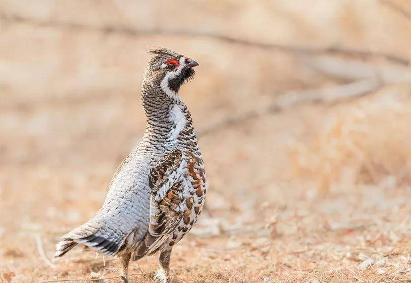 "飞龙"不是龙,是鸡!你知道东北的有一种名字是龙的鸡吗?