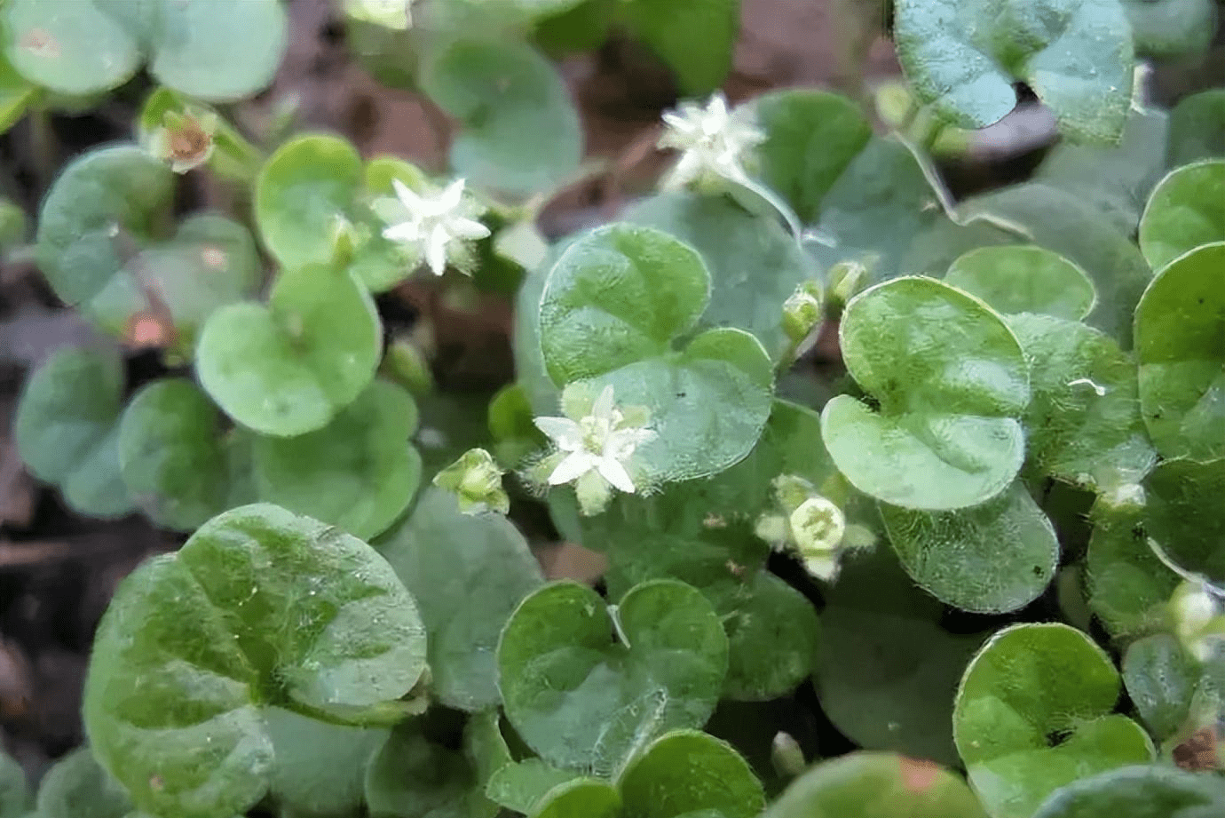 生长快,和铜钱草一样好养旺盛,能长成小瀑布_马蹄金_植物_叶子