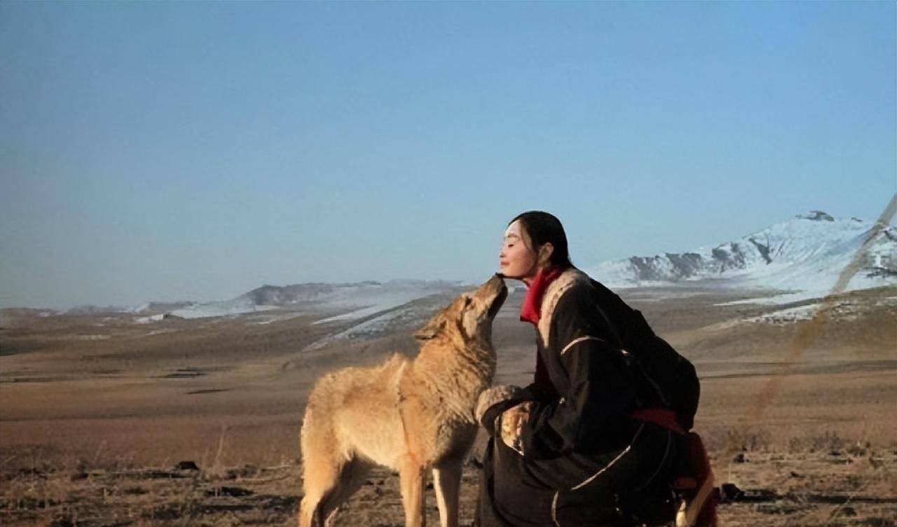 李微漪"中国第一狼女":十年前卖房救狼养狼,十年后与狼再相逢_格林