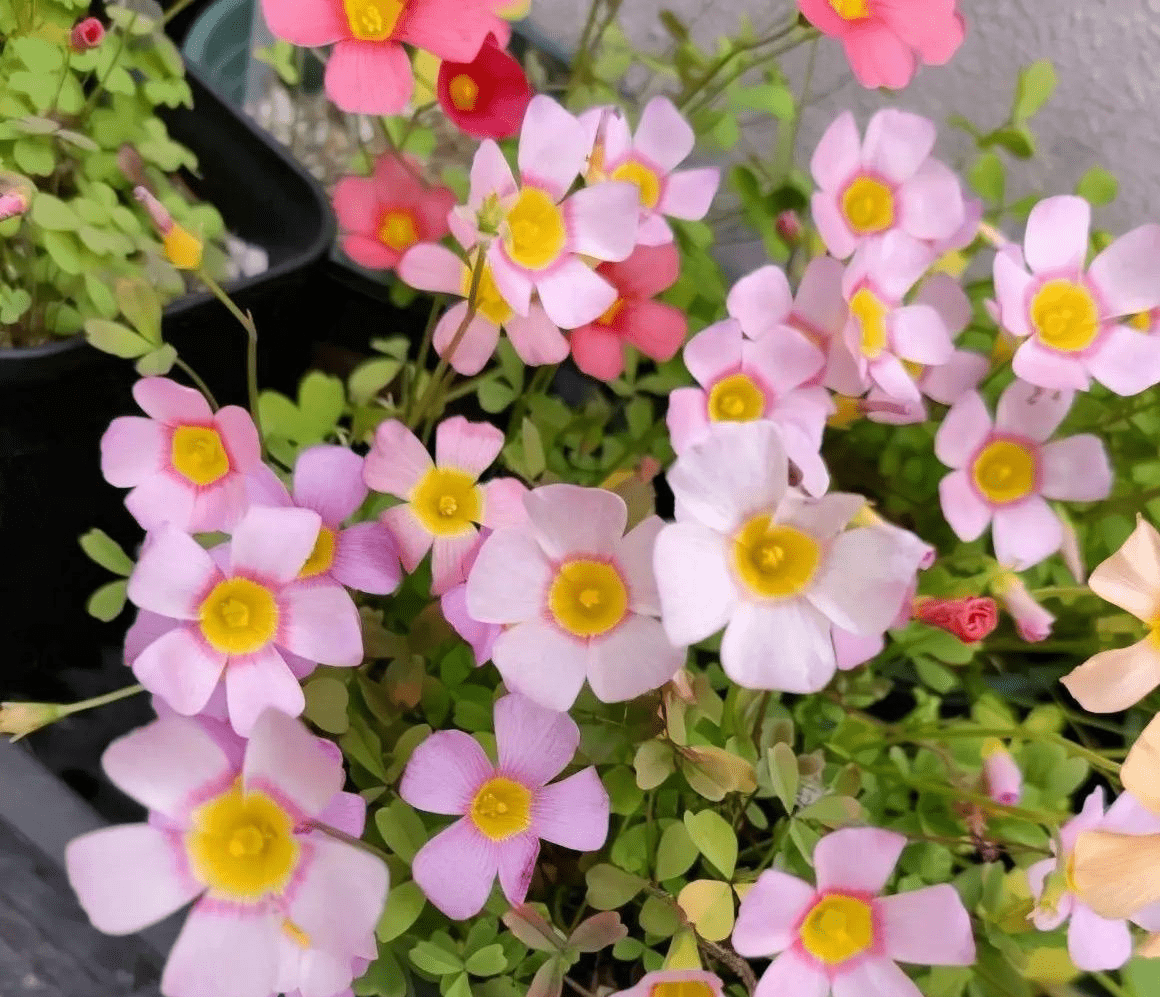 冬天养酢浆草,做好"2点",能开很久,花又多又美,非常喜欢_开花_管理