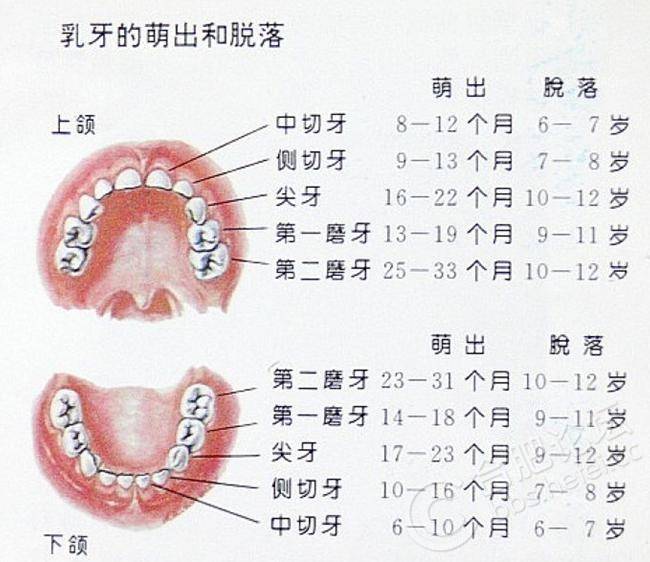 换牙期要注意哪些问题(日常如何护理牙齿)