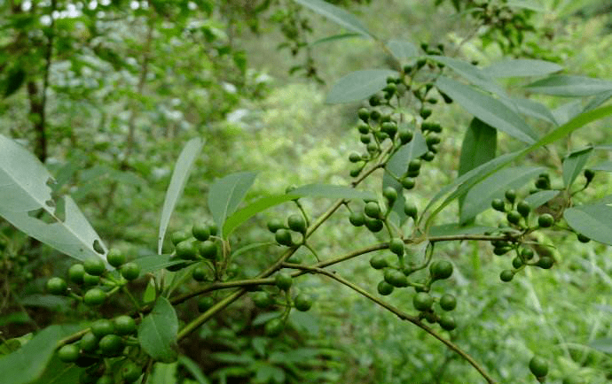 傳染病流行期間用點山雞椒:養心補肺補能量_清新_植物_功效