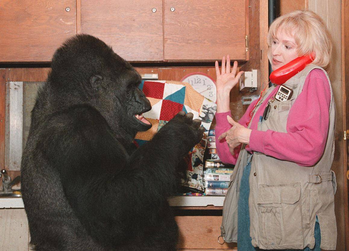 能与人类熟练沟通的大猩猩,会1000多种手语,留下的遗言让人深思