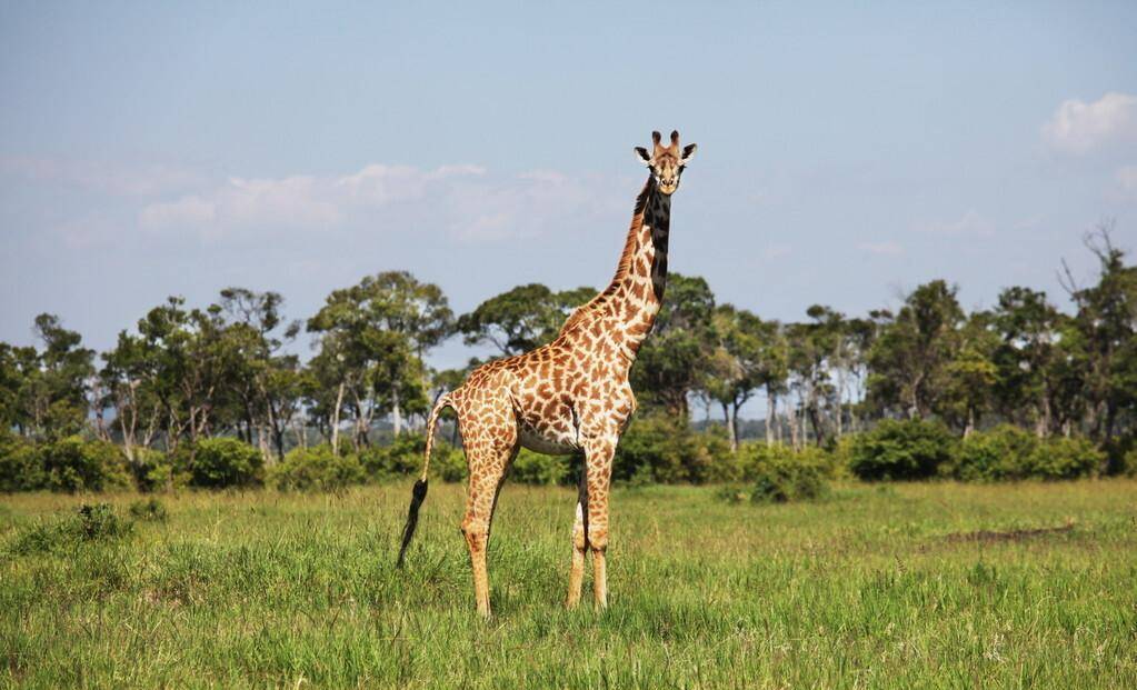 视觉非洲:非洲大草原上的君子长颈鹿_脖子_动物_狮子