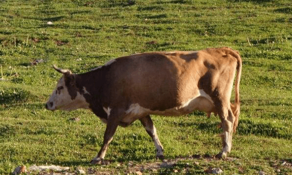 XM41317576牛的图片图片