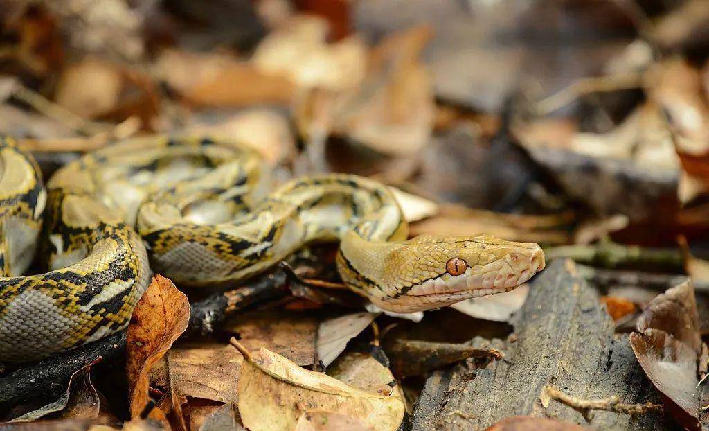 网纹蟒十分好辨认,外形特征和名字有着直接关系,头部为黄色,并且头背