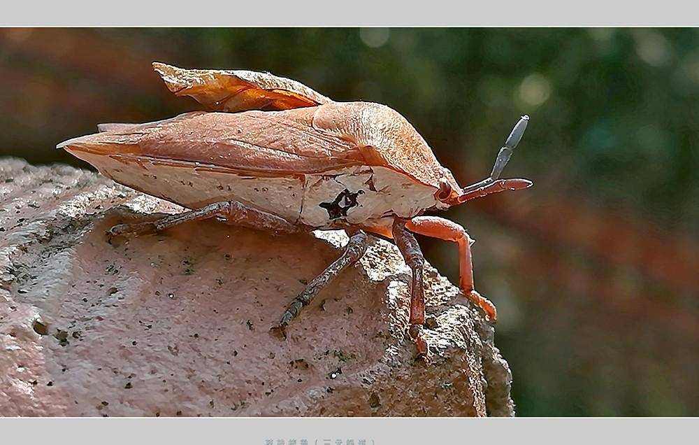 椿象也叫臭屁虫,荔枝椿象听着就不一般,从小到大变化差异大_手机_若虫
