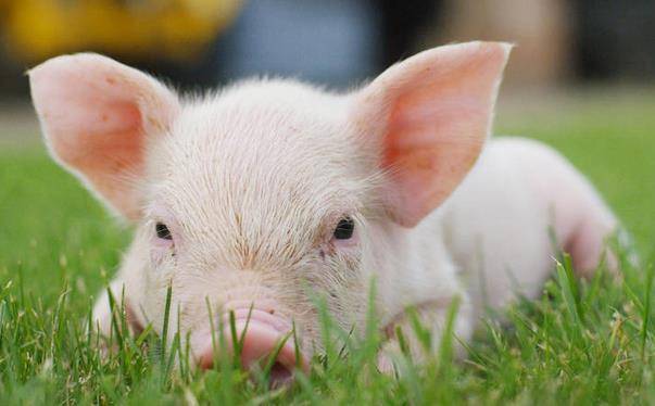 生肖猪1月11号开始转变_财运_时候_黄色