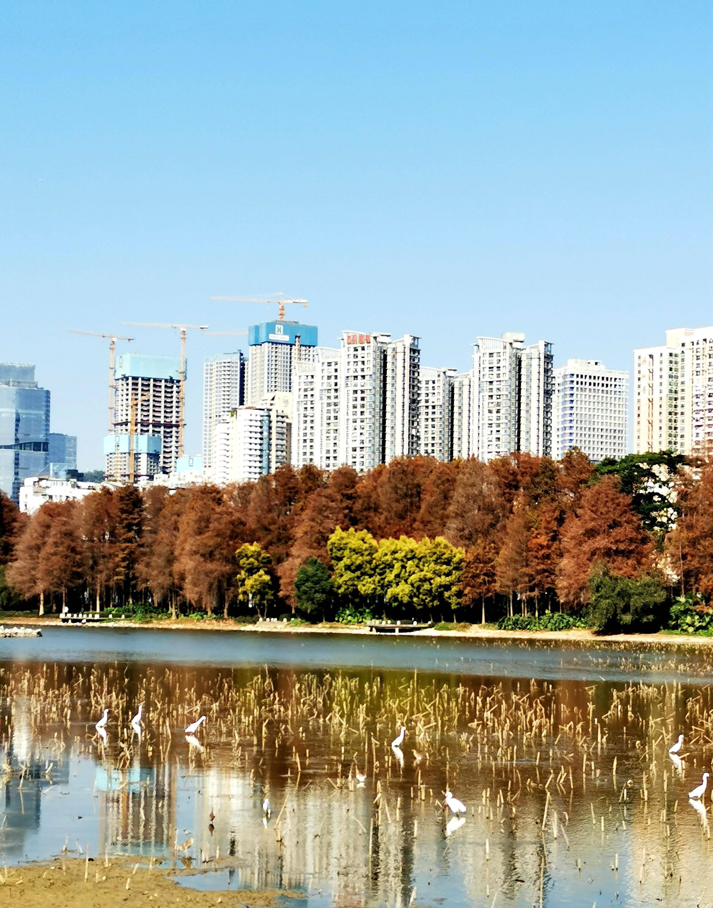 都说这里是深圳秋景最美的地方,今天实地探访,美成啥样?