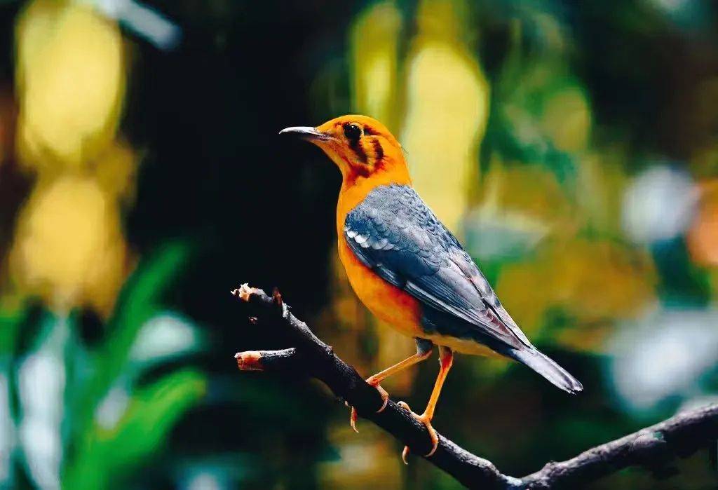 沧海一粟彭琳等15人:百鸟争鸣·同题微诗《橙头地鸫》心香文艺_创作