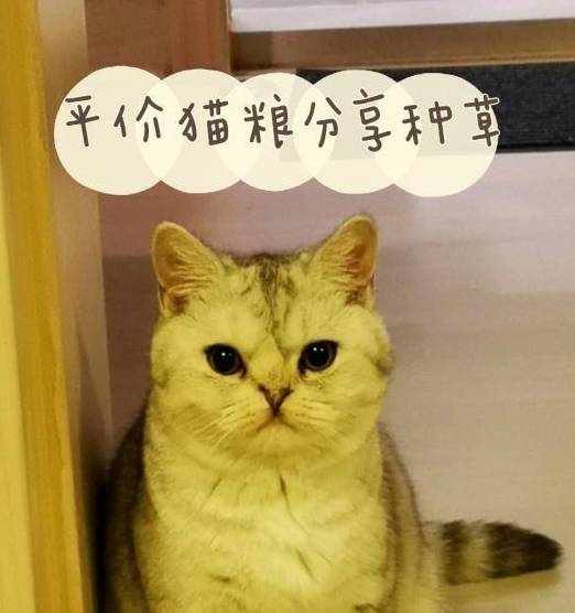 原创哪个牌子比较好？便宜国产猫粮推荐，不油腻自然猫粮