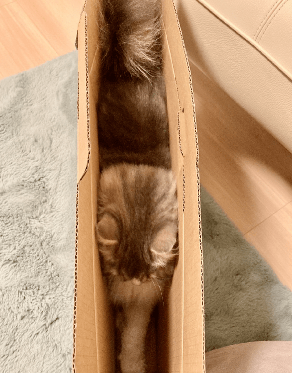 网友分享新式捕猫陷阱,没有一只猫能逃得掉!_纸箱_猫猫_猫咪