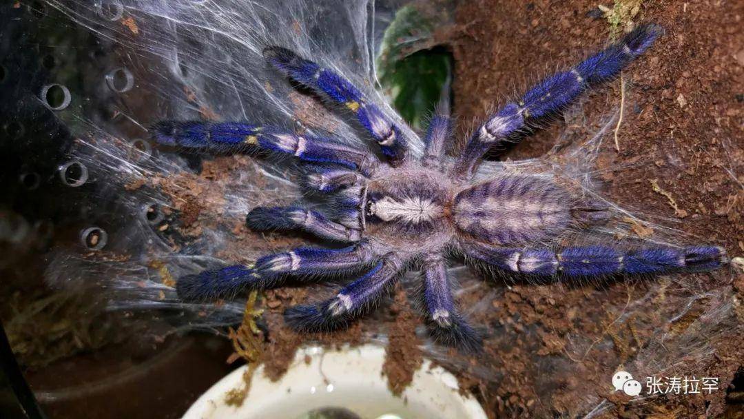 世界极危 捕鸟珍蛛-蓝宝石华丽雨林_全身_蜘蛛_动物