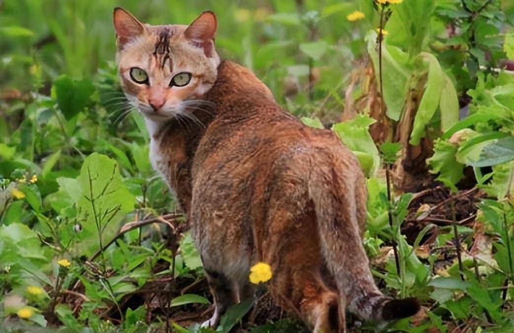 新疆草原斑猫,草原之王,捍卫家园不能杀_动物_野猫_国家