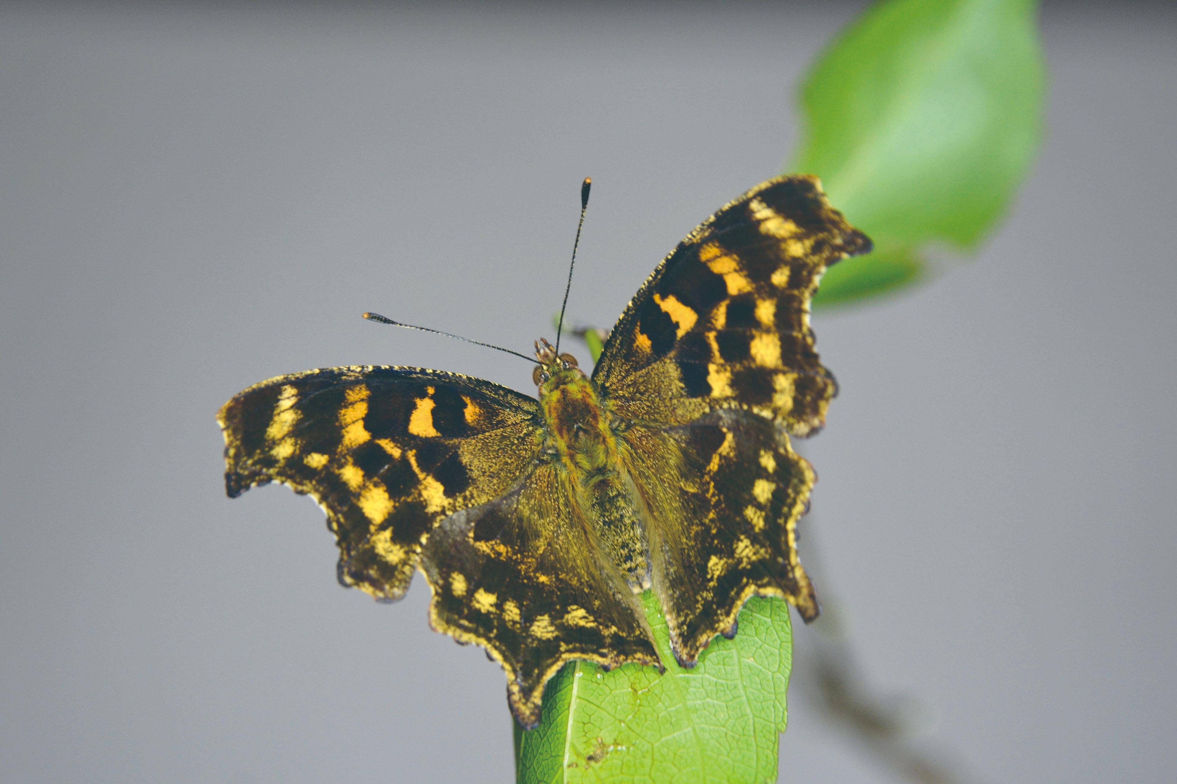 寻找秦岭的巨型钩蛱蝶_幼虫_宝鸡_艾麻