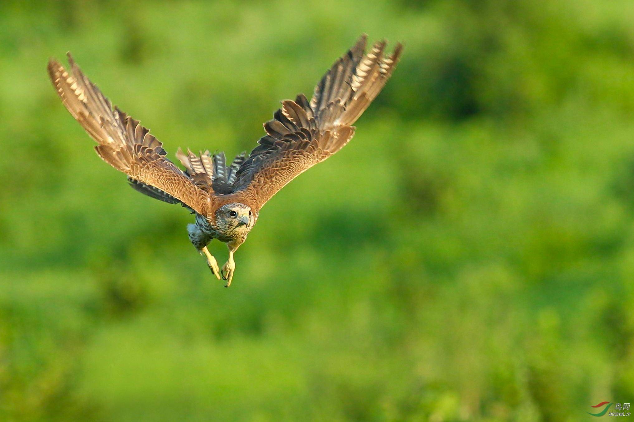 新疆猎隼,那是国宝,猎杀坐牢_猎物_人类_飞行