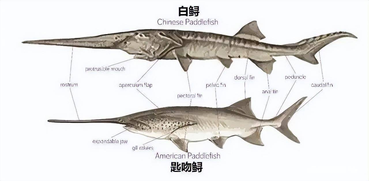 长江白鲟正式宣布被灭绝,下一个会是中华鲟吗?_养殖_威胁_种群