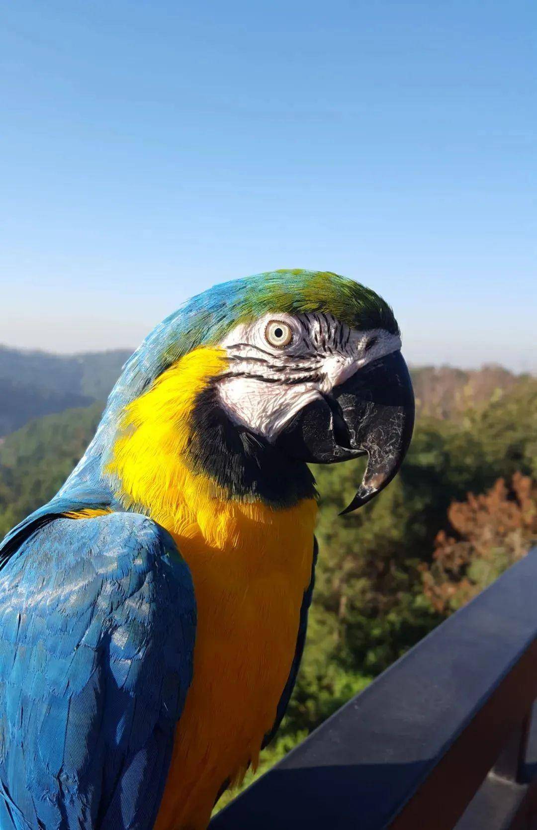 漂亮的小鹦鹉竟然是海王_黄金刚_关系_动物