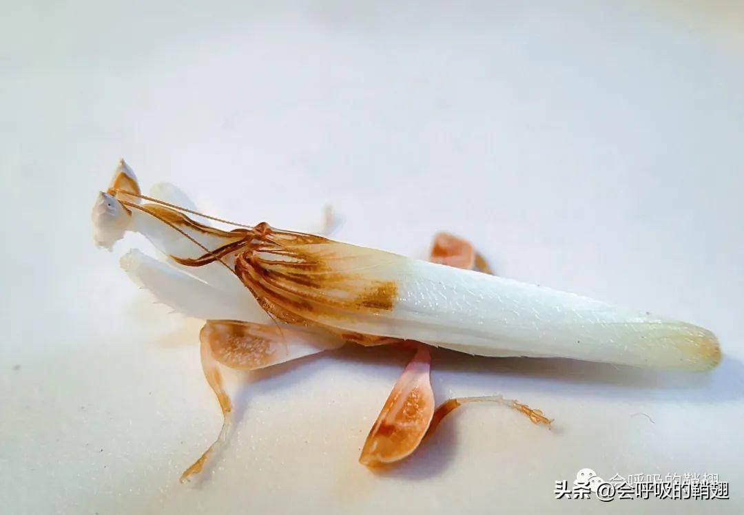 兰花螳螂美图集锦|美貌与实力并存,精灵和仙子的化身_昆虫_适应性