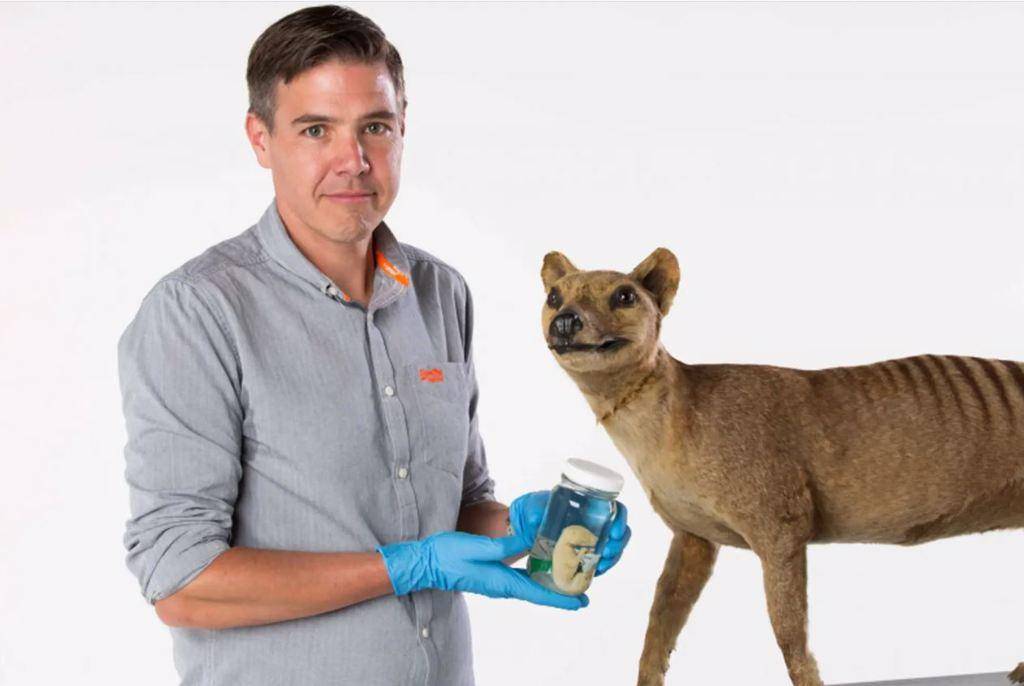 不要恐龙 基因工程公司计划复活灭绝86年的澳洲袋狼_动物园_问题_物种