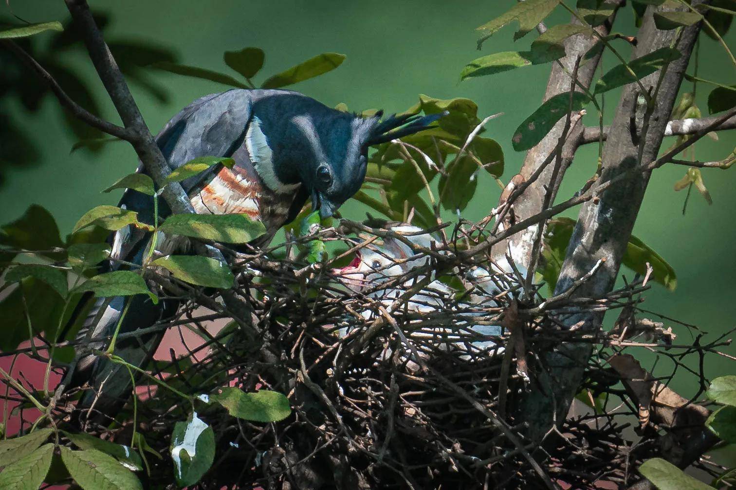 河南董寨拍鸟记之六:黑冠鹃隼_父母_鸟巢_自然