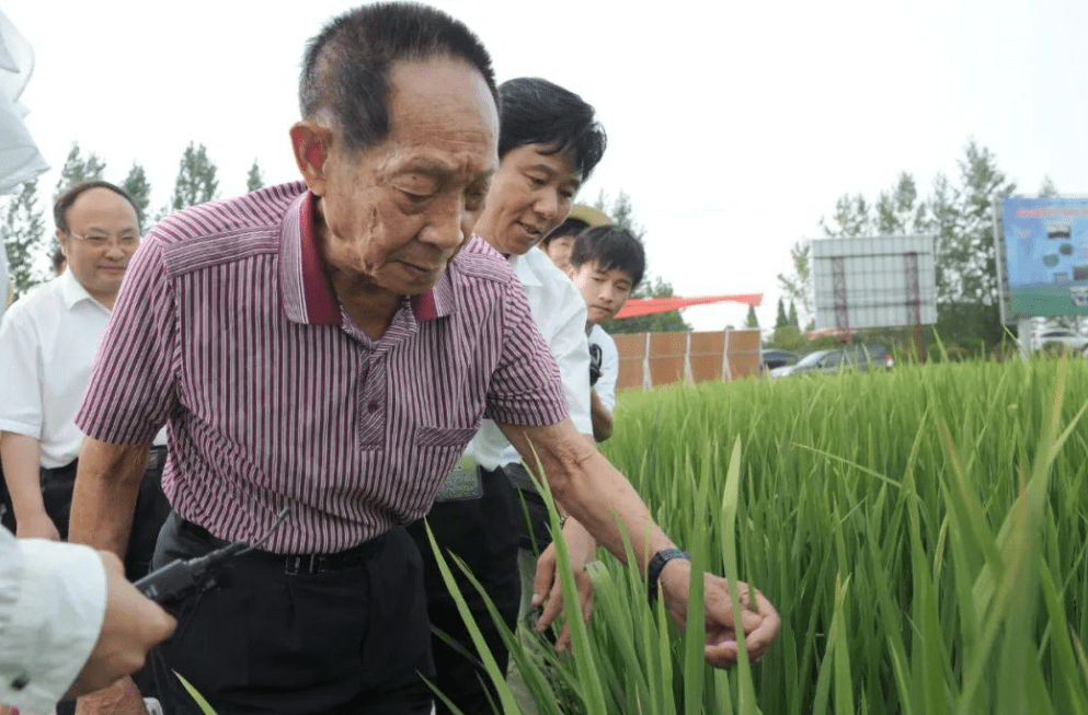 有时他是在稻田里拉小提琴的文化学者;如今袁隆平前辈以91岁高龄去世