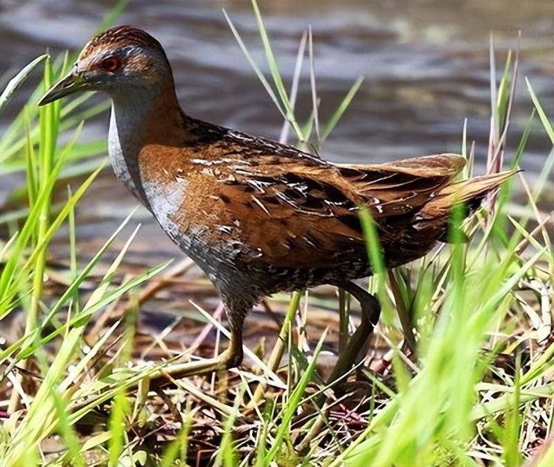 新疆姬田鸡,太美味,吃不得_野鸡_颜色_国家