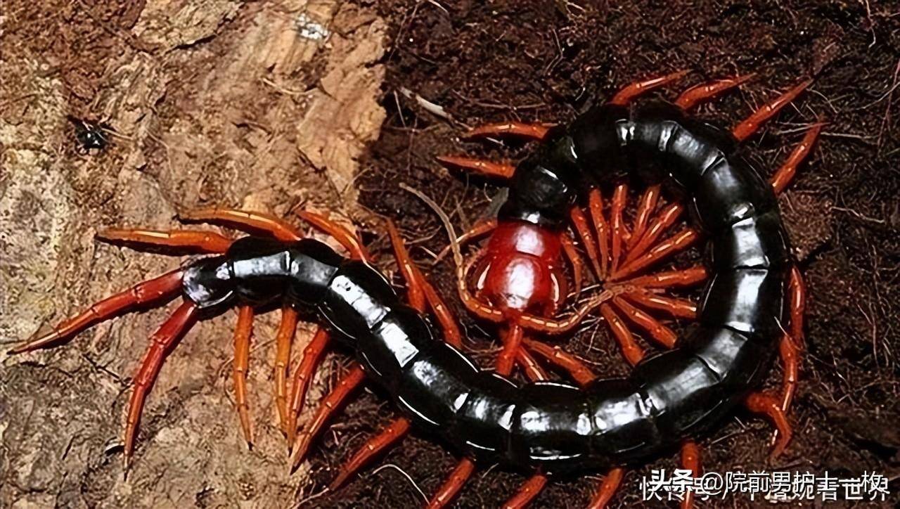 青头蜈蚣,黑头蜈蚣,多棘蜈蚣,少棘蜈蚣,少棘巨蜈蚣,平耳孔蜈蚣,黄尾屿