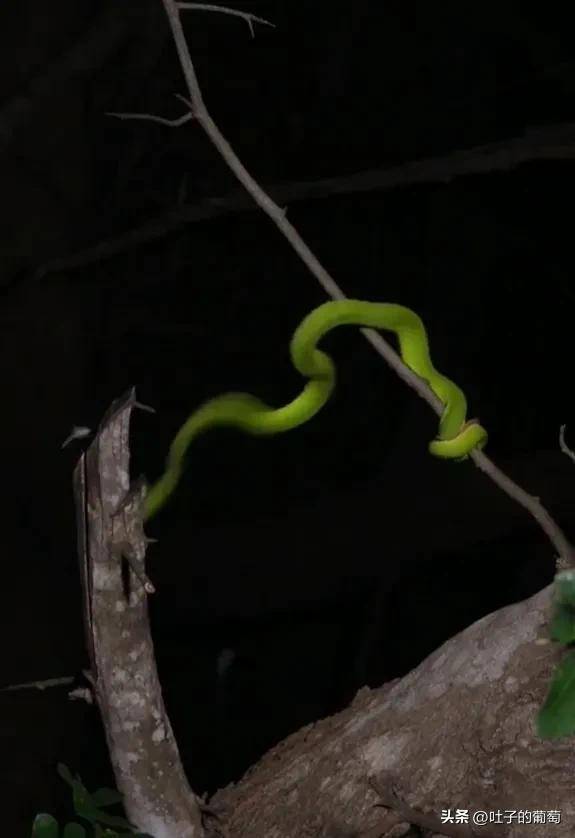 青蛇彪这真的是把快准狠掌握到了_猎物_毒蛇_毒液