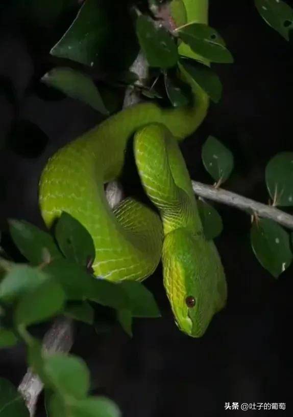 青蛇彪这真的是把快准狠掌握到了_猎物_毒蛇_毒液