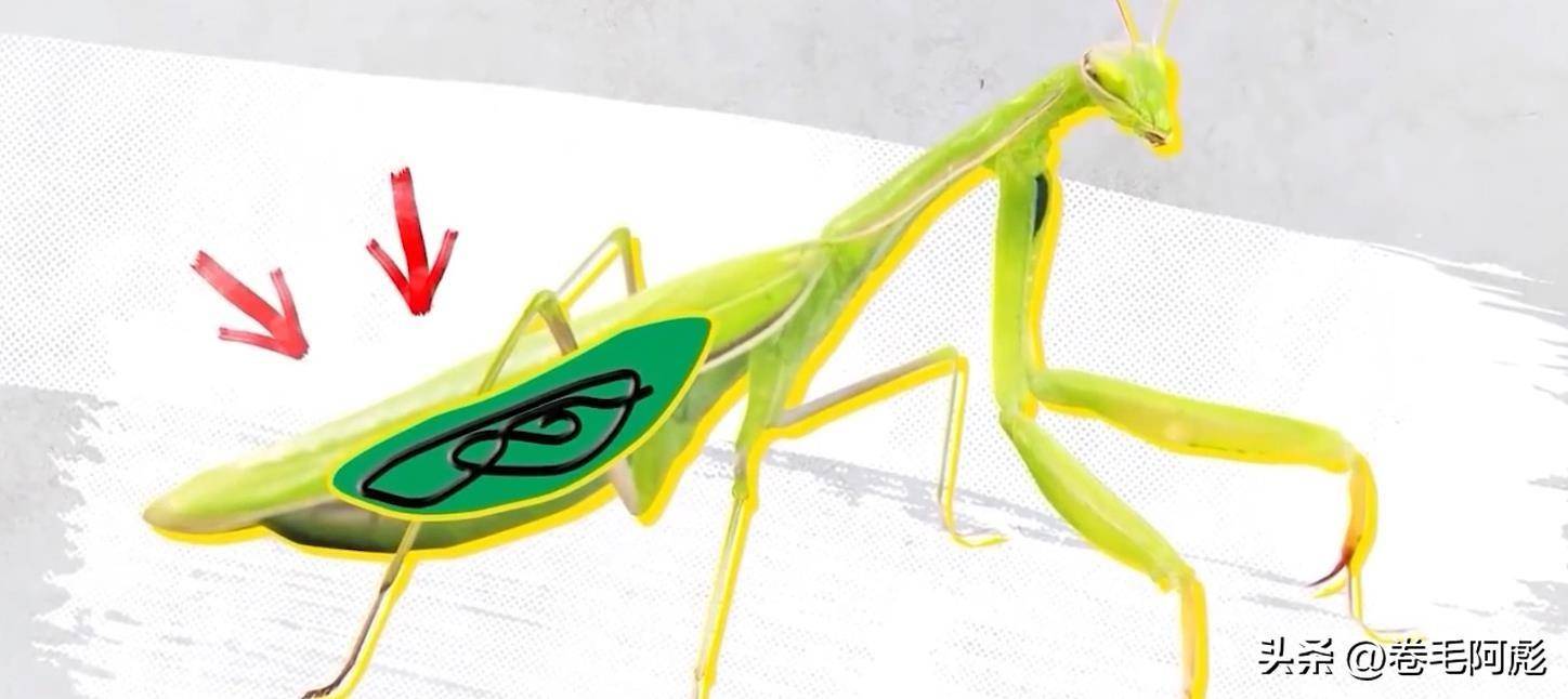 铁线虫：最恶毒的寄生虫，控制寄主跳水身亡，也许人类也难逃噩运_搜狐网, image size:1448x646