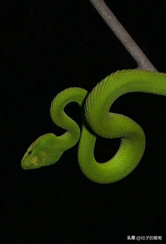 青蛇彪这真的是把快准狠掌握到了_猎物_毒蛇_毒液