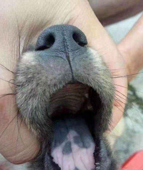 "花舌头"的狗狗,为什么这么受欢迎?_主人_营养_因为